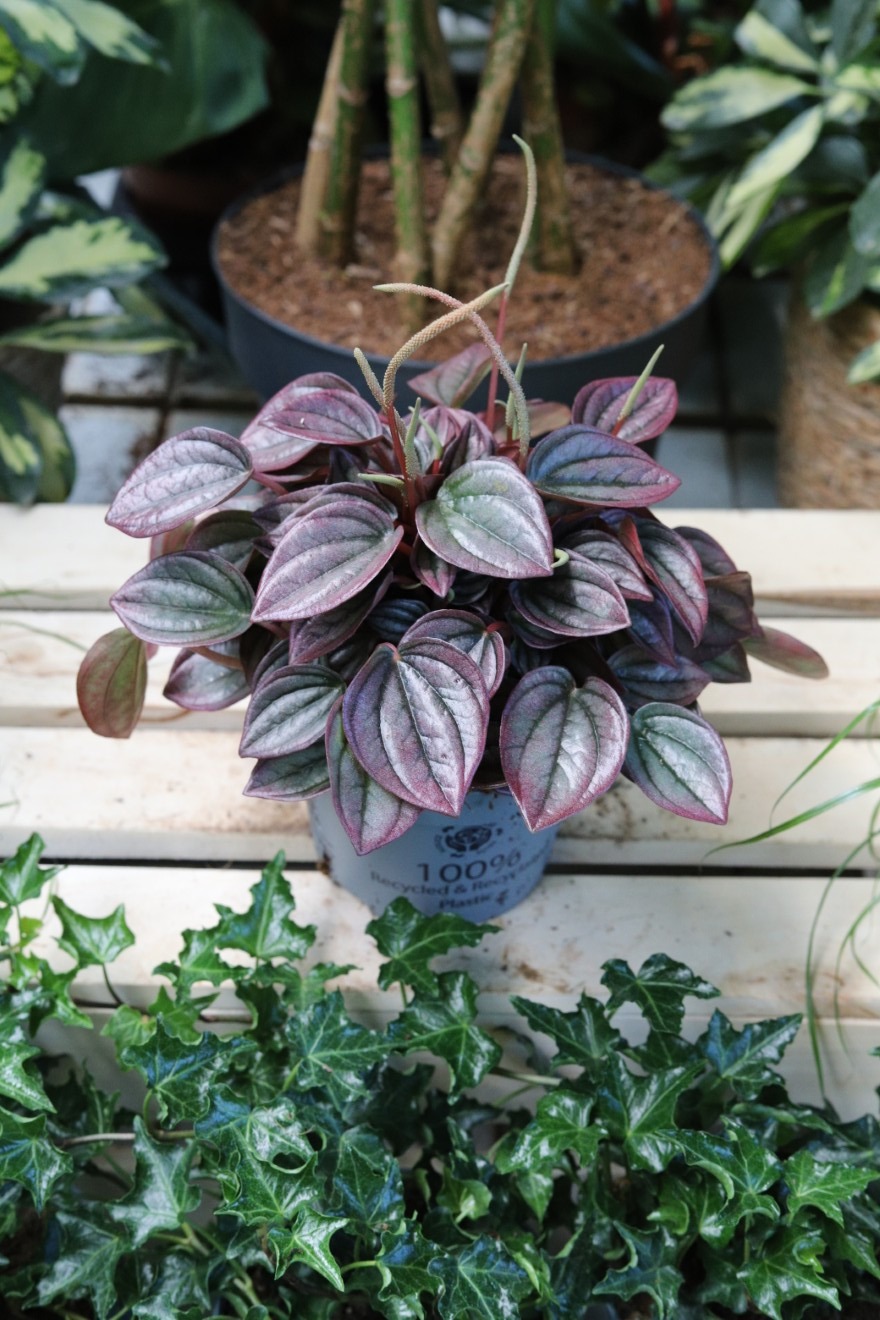 Peperomia caperata Cayenne (1).JPG