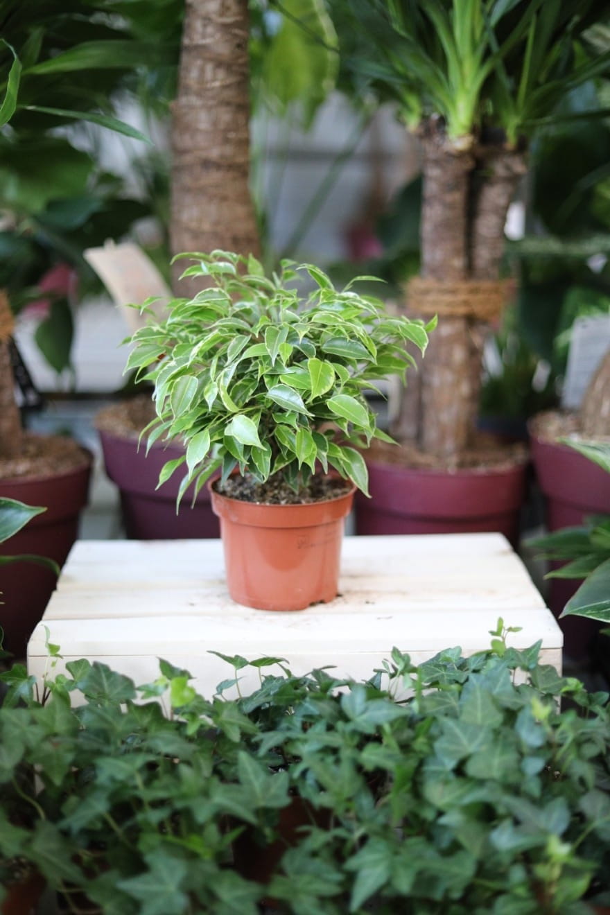 Ficus benjamina Kinky to kompaktowa roślina doniczkowa z drobnymi, zielono-kremowymi liśćmi – świetna do domu, biura czy na parapet.