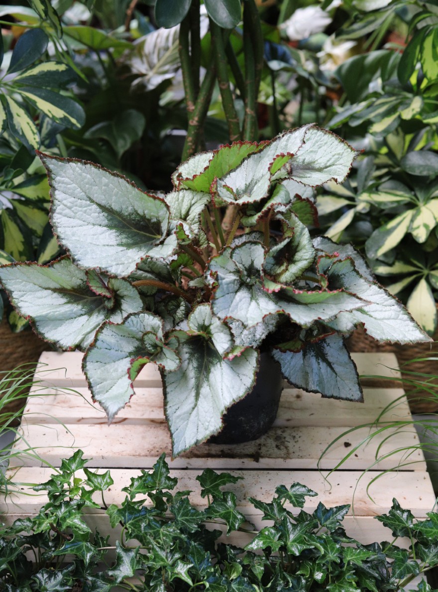 Begonia rex ‘Escargot' (Begonia Królewska) (2).JPG