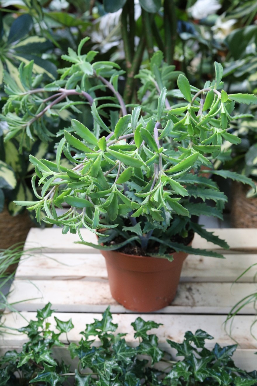 Kalanchoe laciniata.JPG
