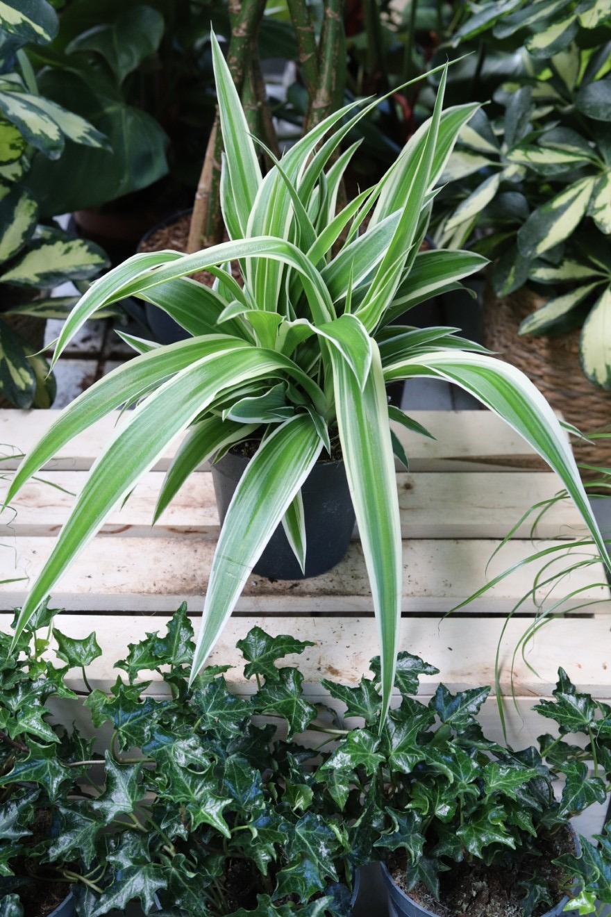 Chlorophytum comosum Ocean (2).JPG