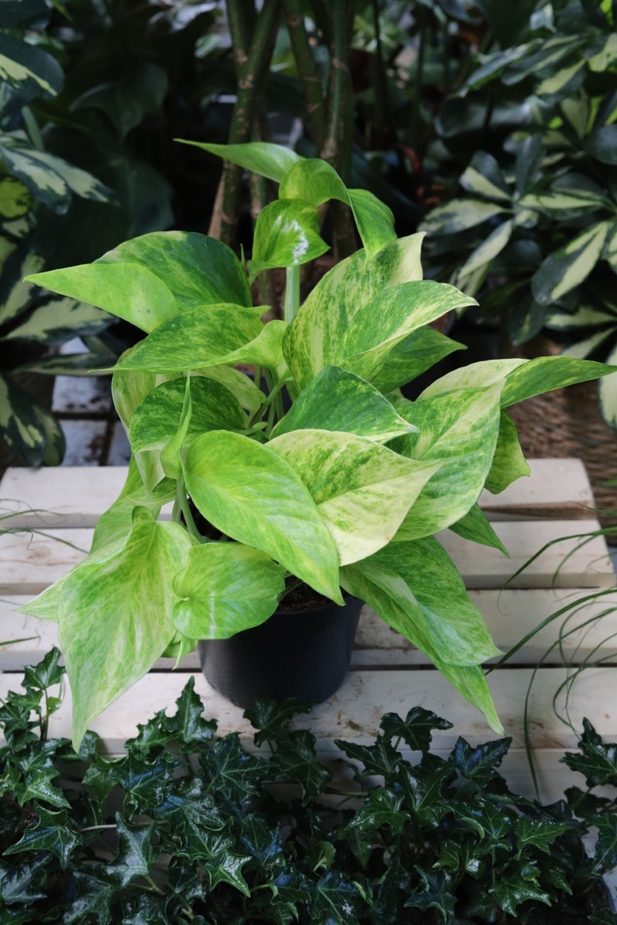 Epipremnum Hicolor (2).JPG