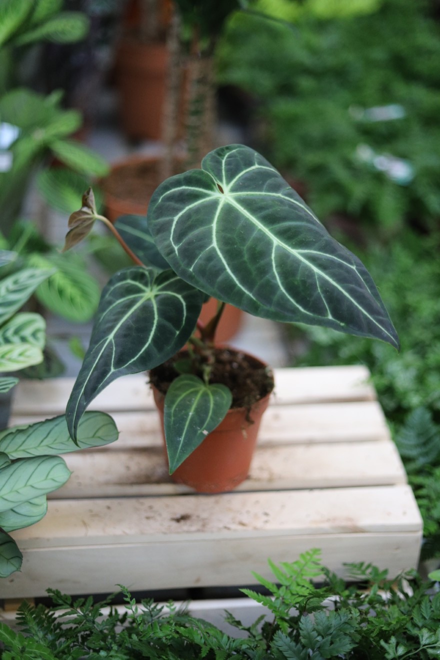 Anthurium Regale (2).JPG