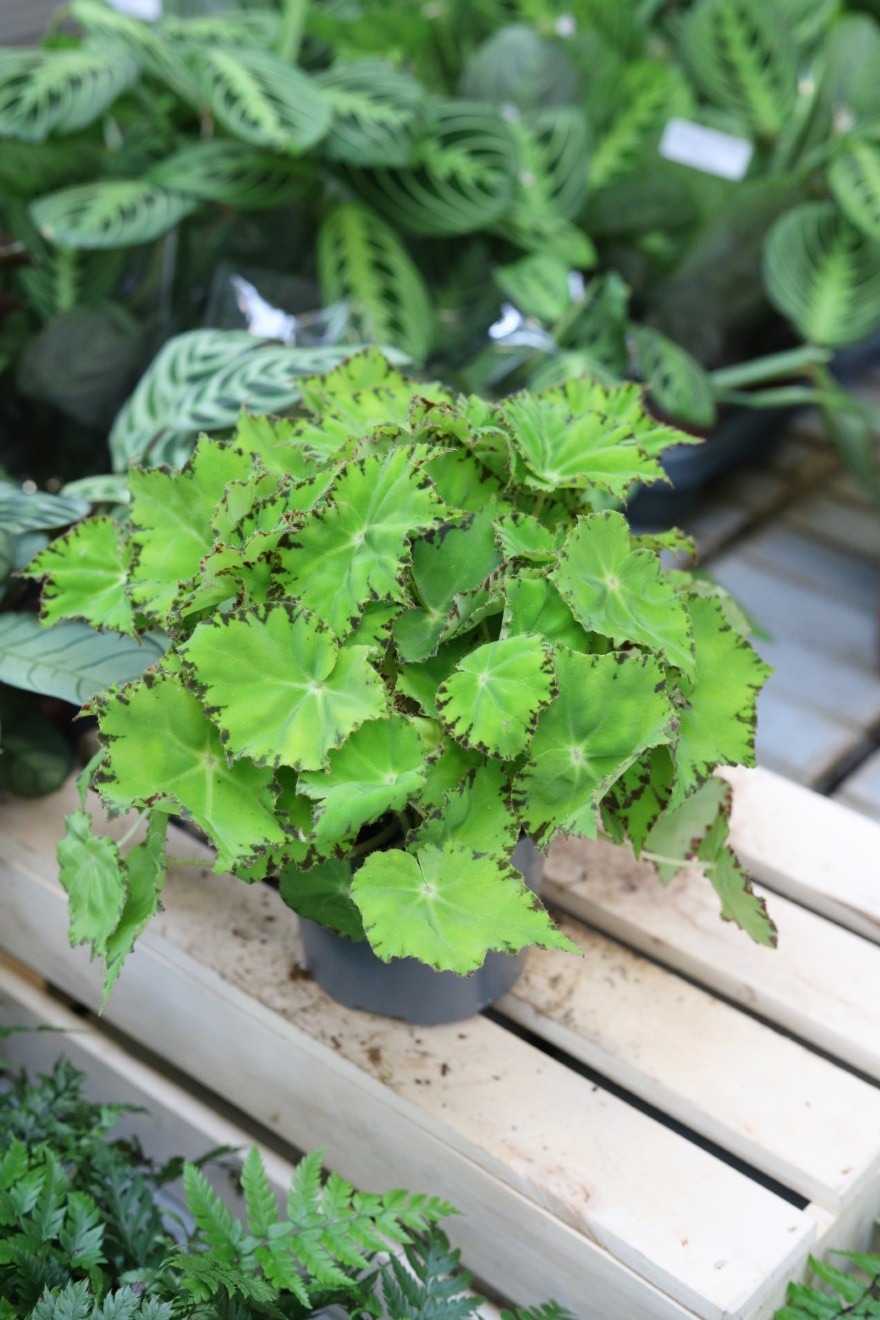 Begonia Lima Love (2).JPG