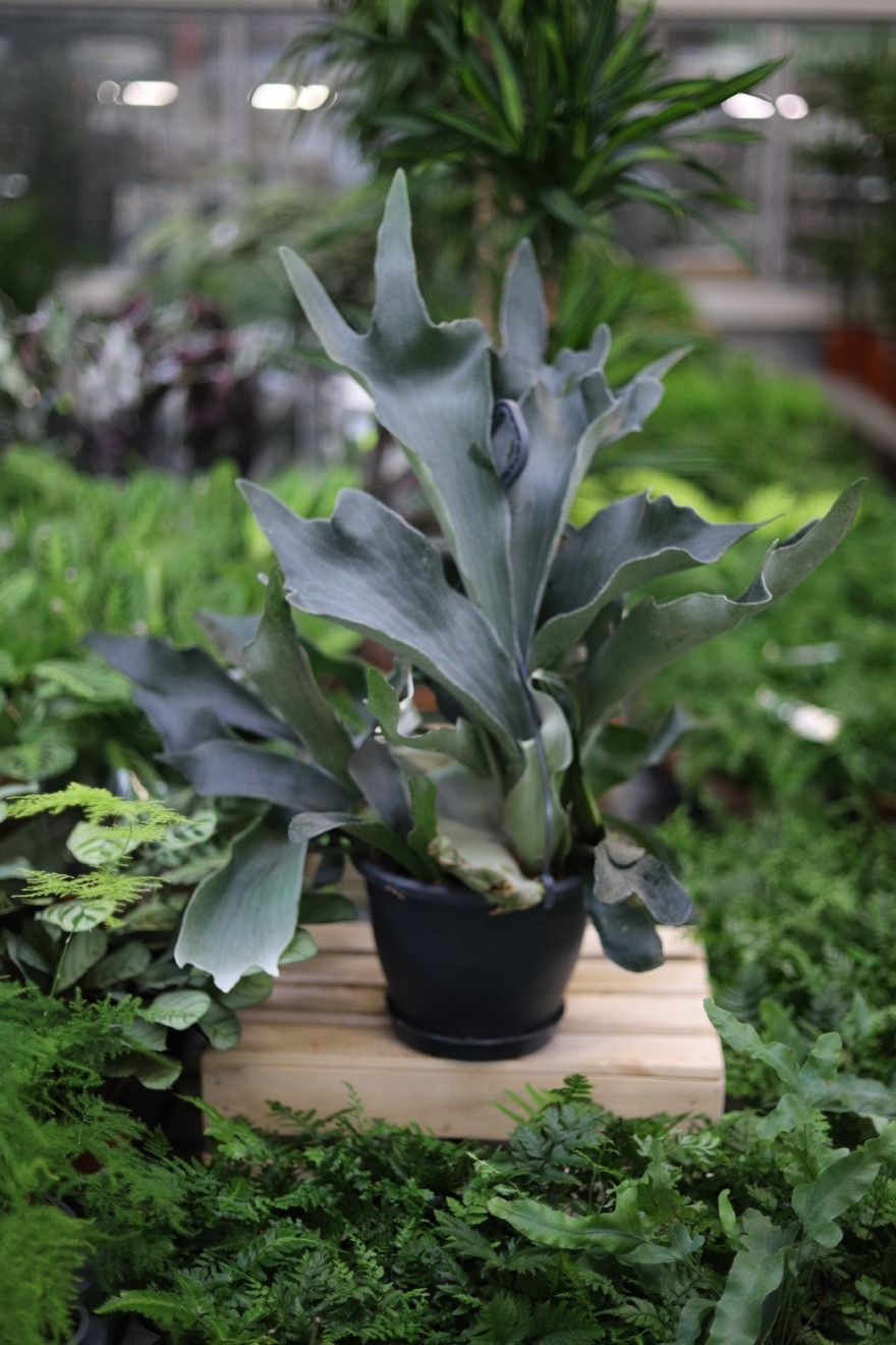 platycerium bifurcatum xl (4).JPG
