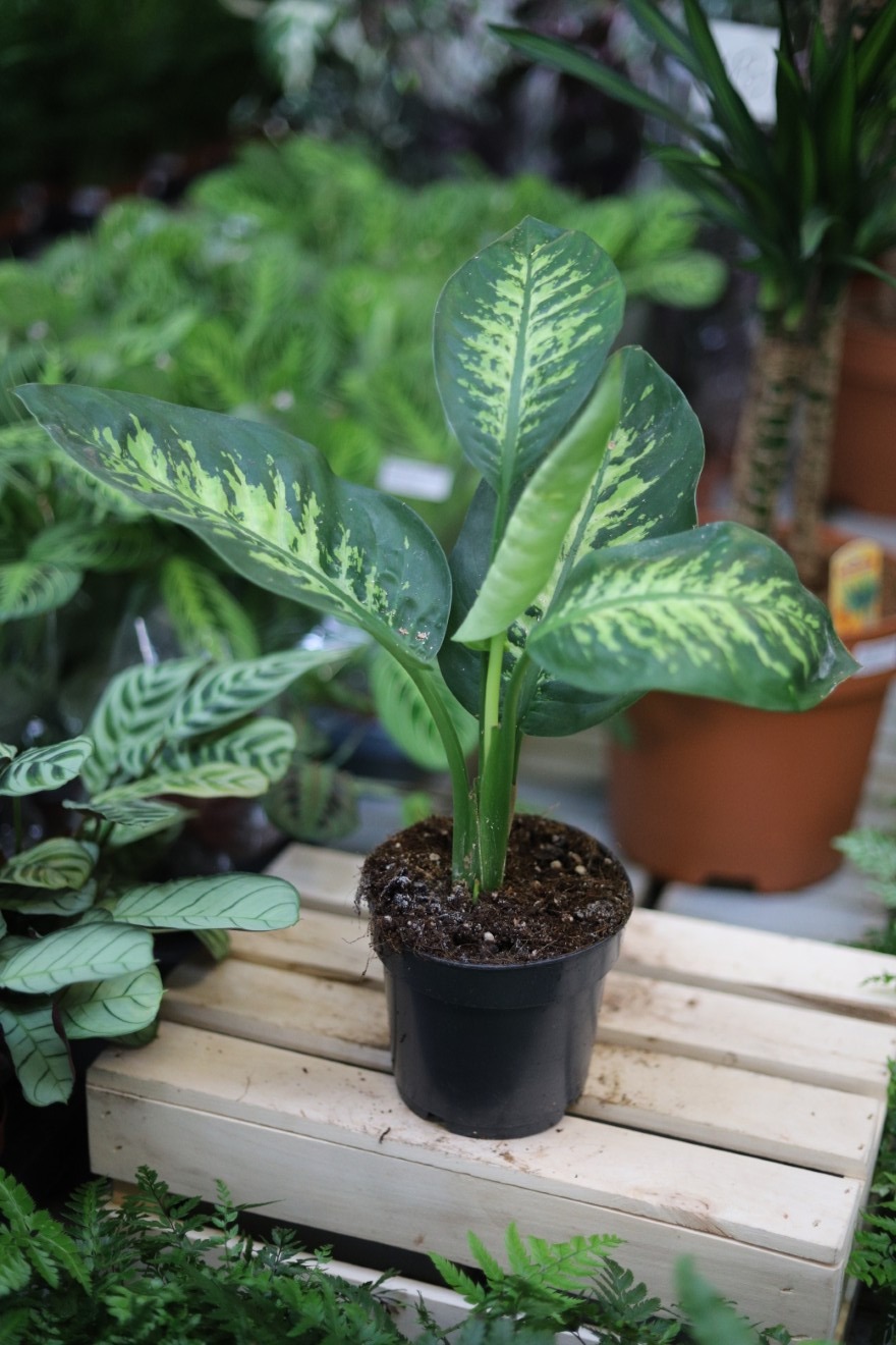 dieffenbachia tropic snow (2).JPG