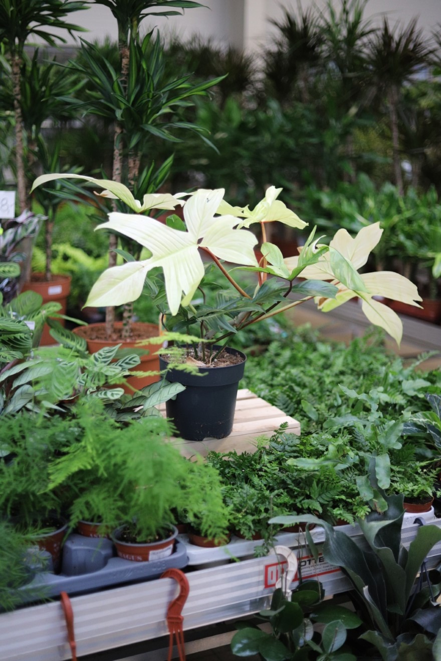 Philodendron Florida Ghost (4).JPG