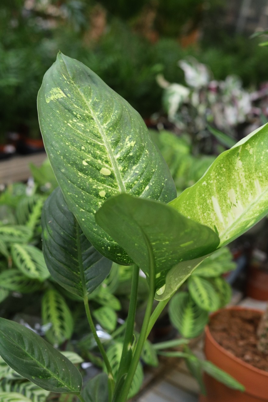 Dieffenbachia ‘Living Fantasy’ (1).JPG