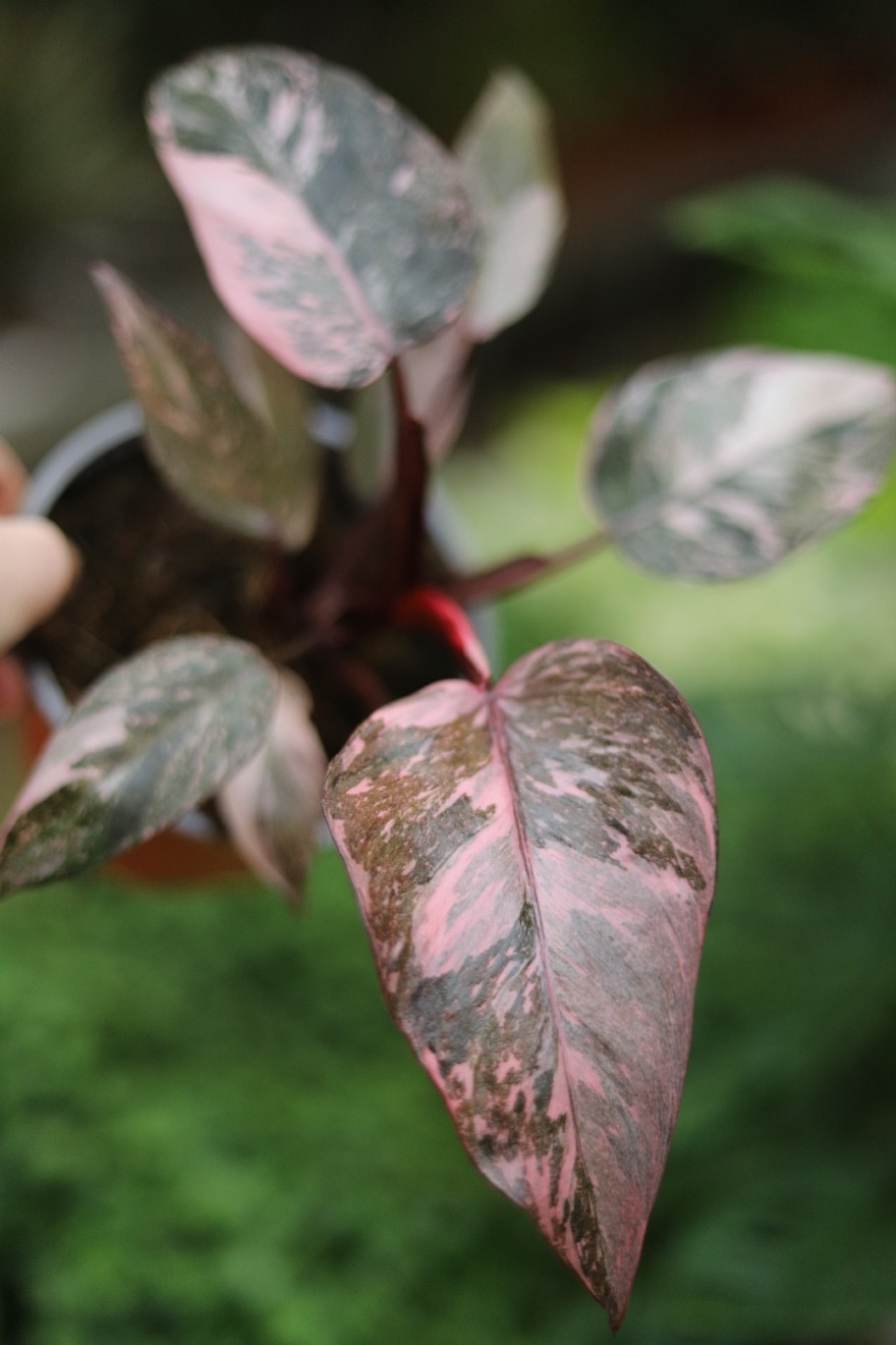 Philodendron 'Pink Princess Marble'  (3).JPG