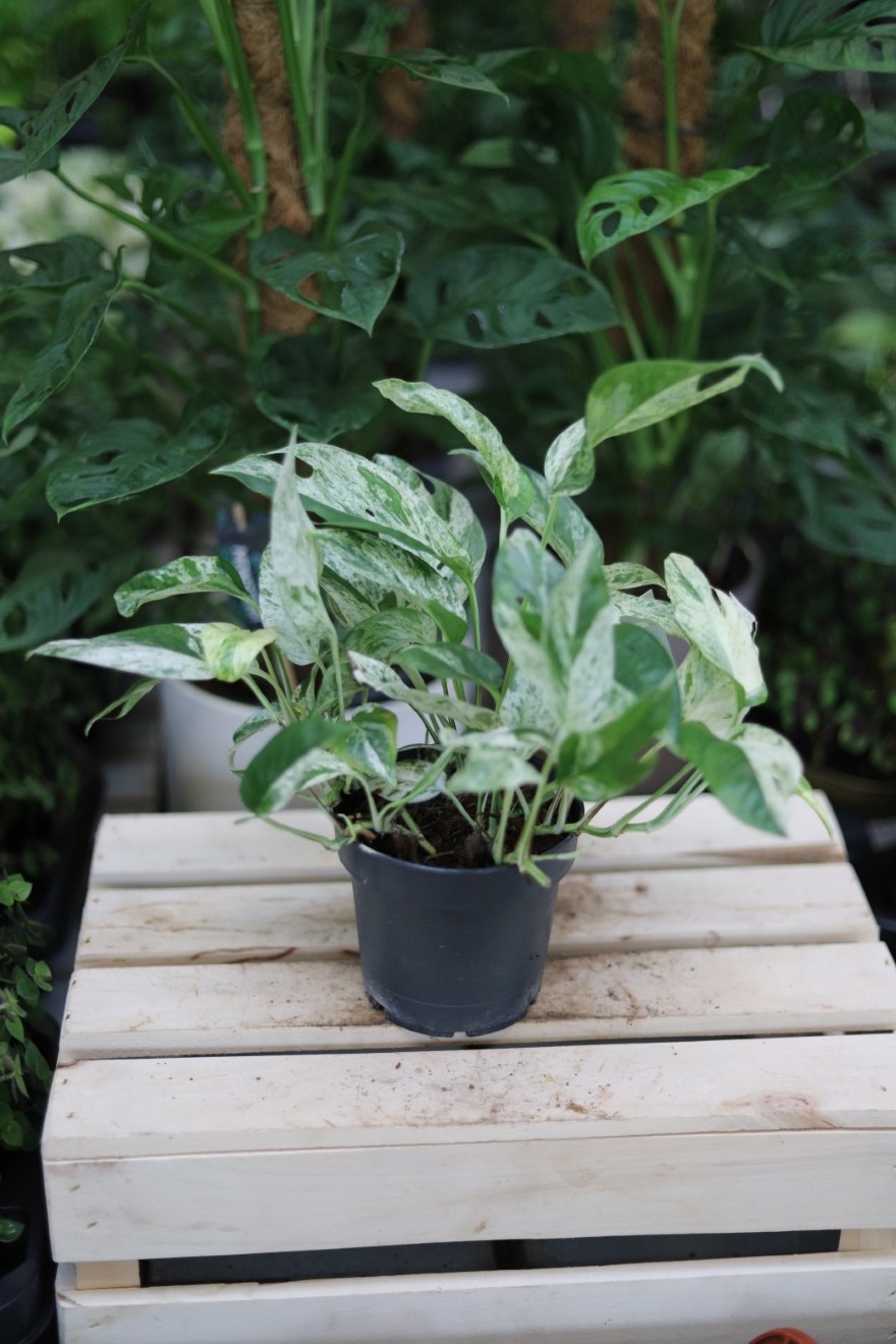 Epipremnum pinnatum Marble Variegata (1).JPG