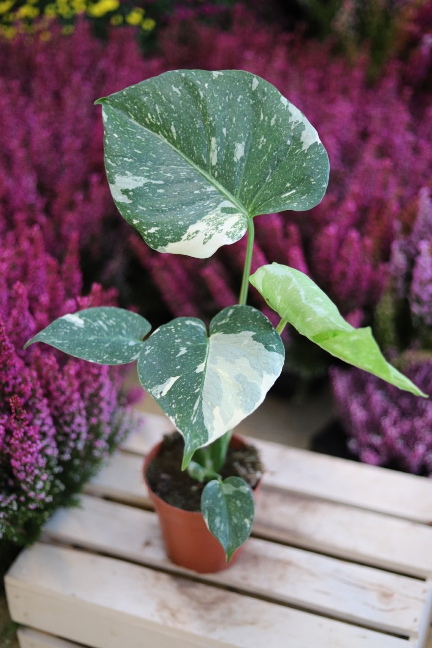 monstera thai constellation m (3).JPG