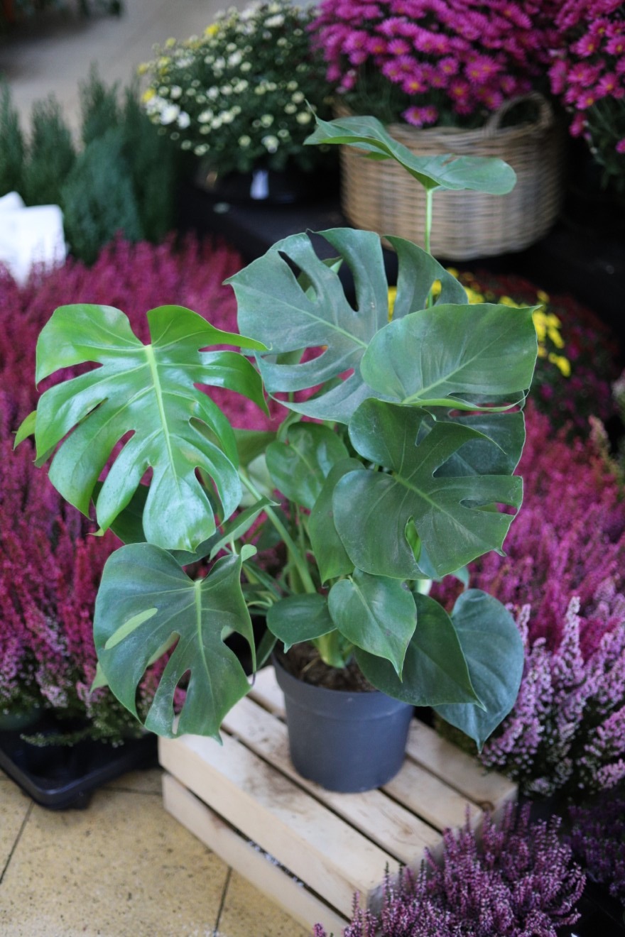 Monstera Deliciosa XXL (2).JPG