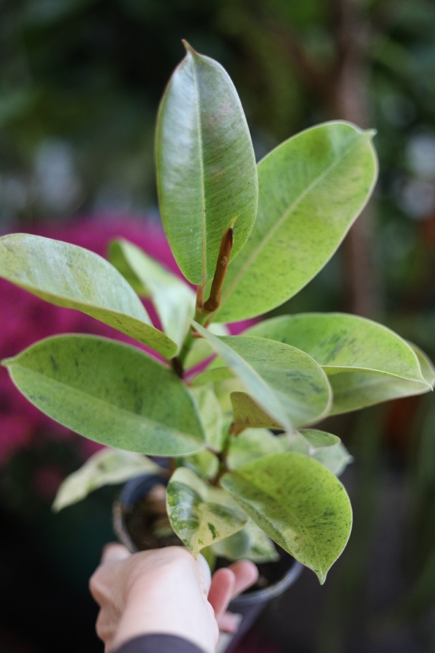 ficus elastica moonshine (3).JPG