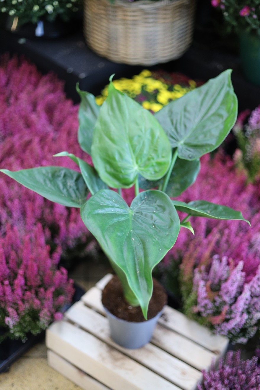 Alocasia Cucullata (Alokazja) XL (1).JPG
