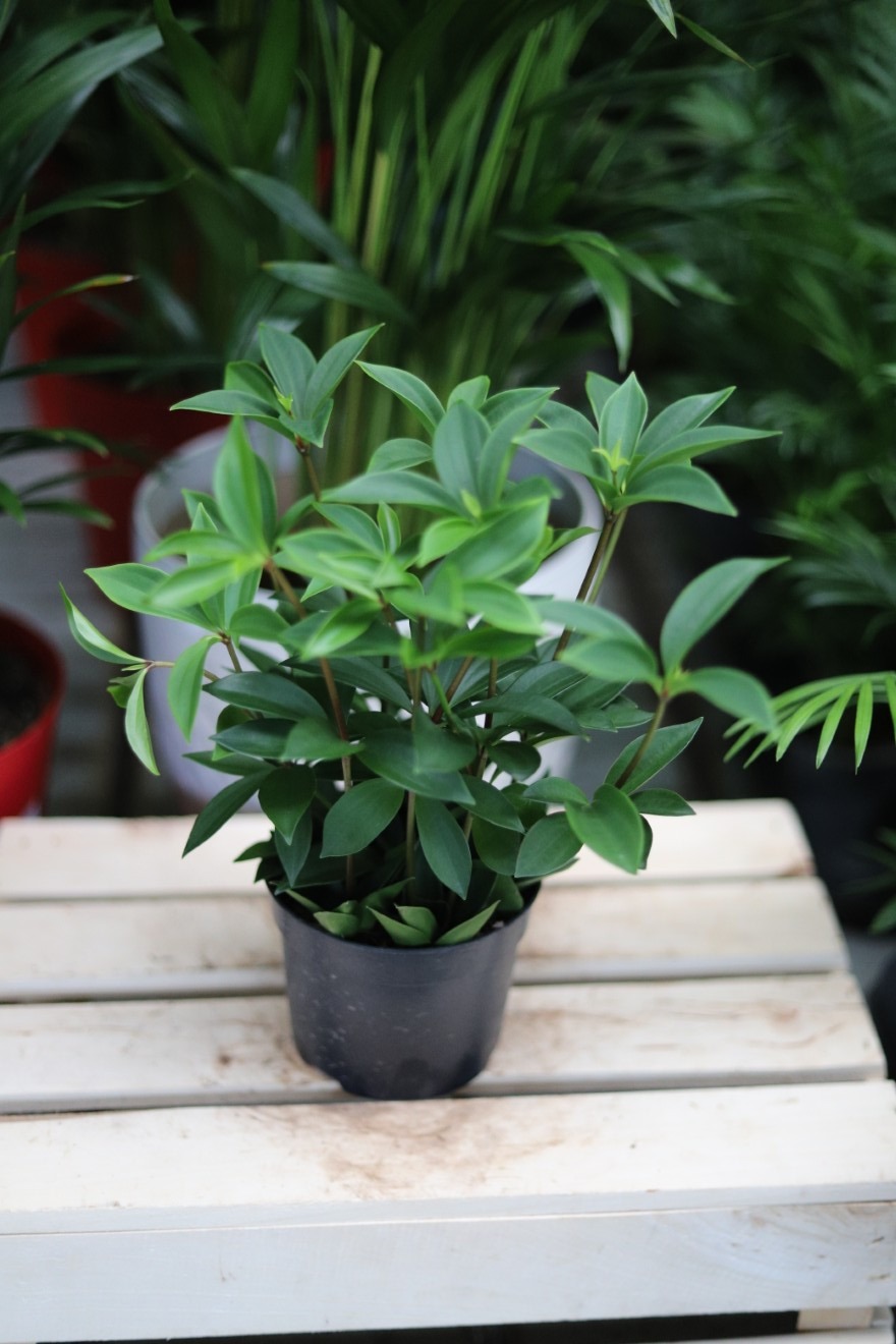 Peperomia pereskifolia (1).JPG