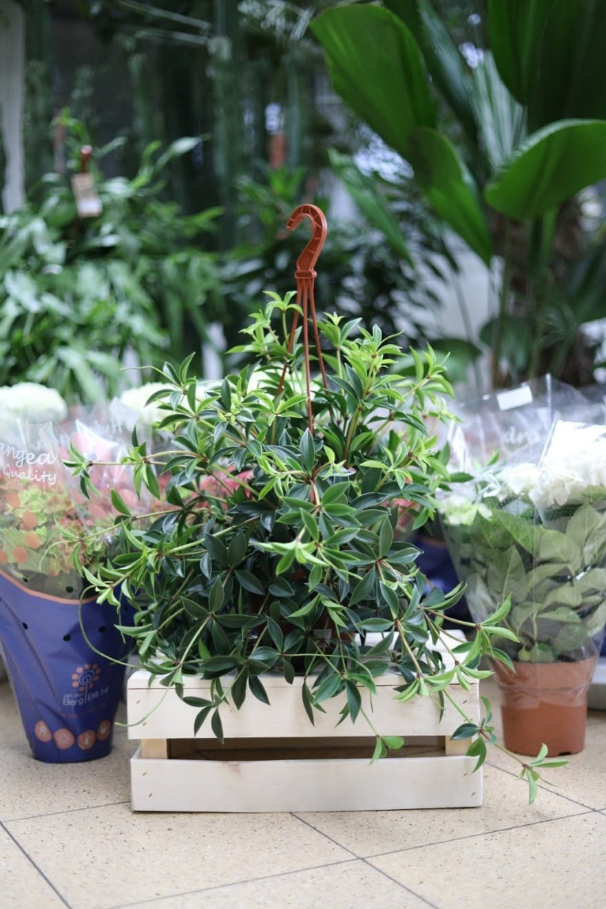 Peperomia pereskiifolia to urocza roślina doniczkowa o mięsistych, jasnozielonych liściach, idealna do domu i biura, która wprowadzi świeżość do każdego wnętrza.