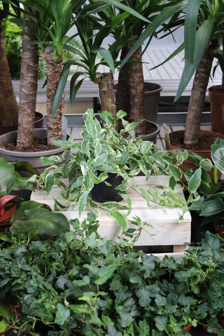 Ficus Sagittata Radicans White to dekoracyjna roślina doniczkowa o jasnozielonych liściach z białymi przebarwieniami, idealna do domu i biura.