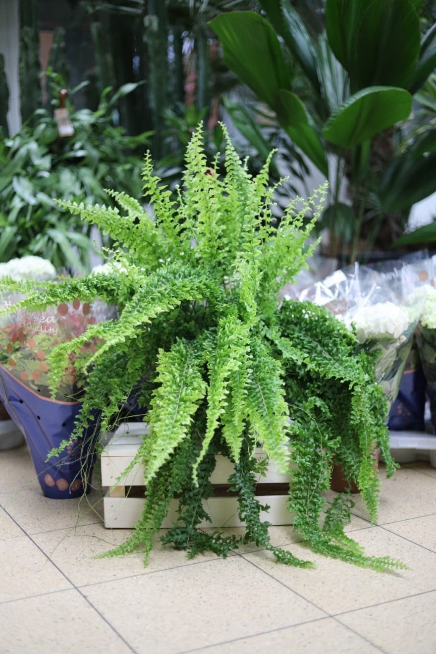 Nephrolepis 'Green Fantasy' to bujna roślina doniczkowa o delikatnych, jasnozielonych liściach, idealna do domu i biura, która ożywi każde wnętrze.