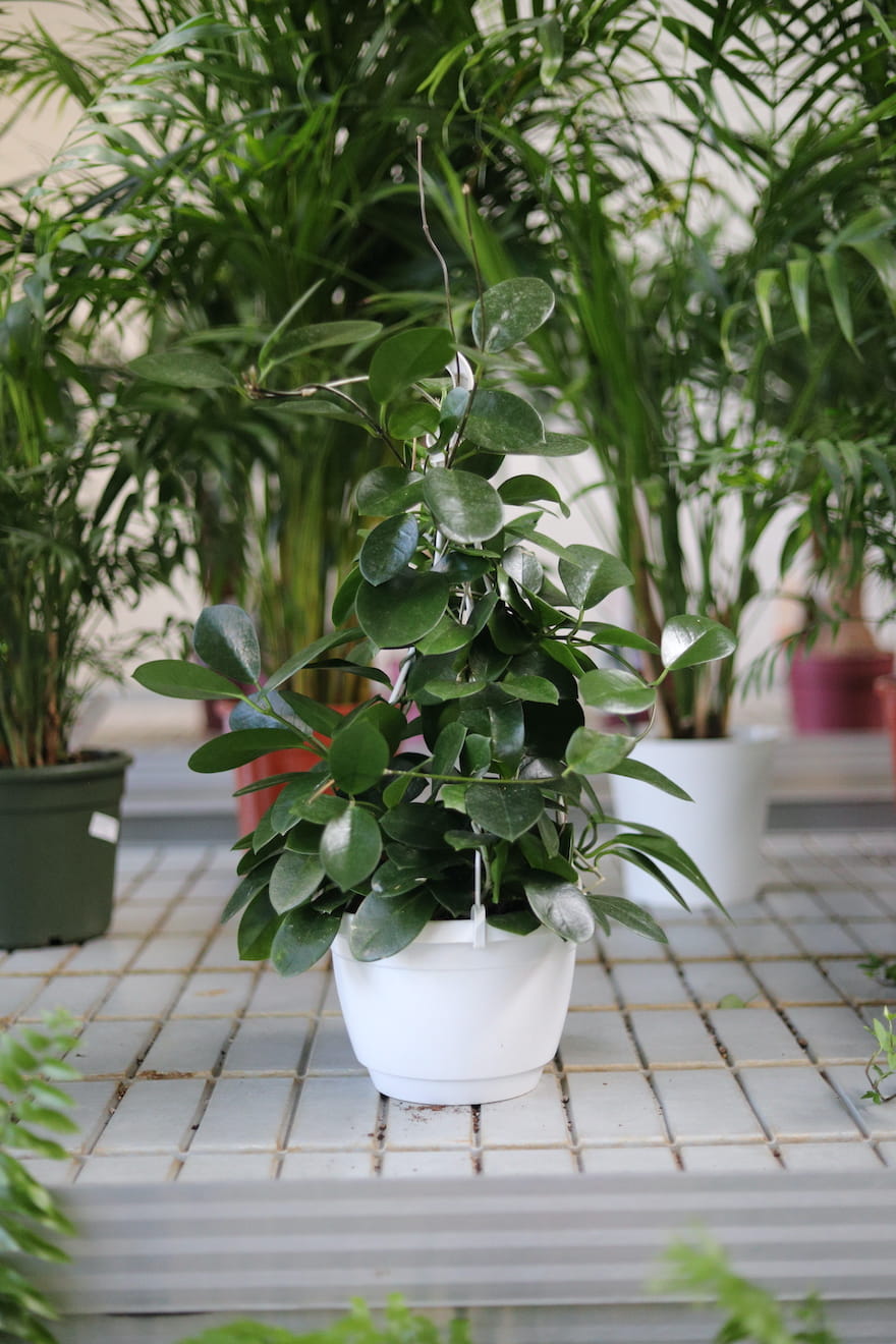 Hoya Australis (Hoja Australijska) to dekoracyjna roślina doniczkowa o mięsistych, zielonych liściach i delikatnych kwiatach, idealna do domu i biura.