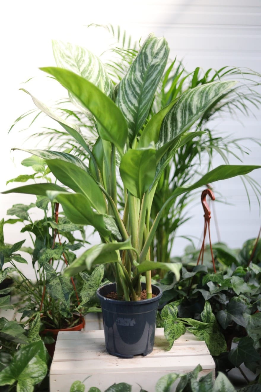 Aglaonema Silver Stripes to stylowa roślina doniczkowa o zielonych liściach z srebrzystymi pasami — idealna do domu, biura i mniej nasłonecznionych wnętrz.