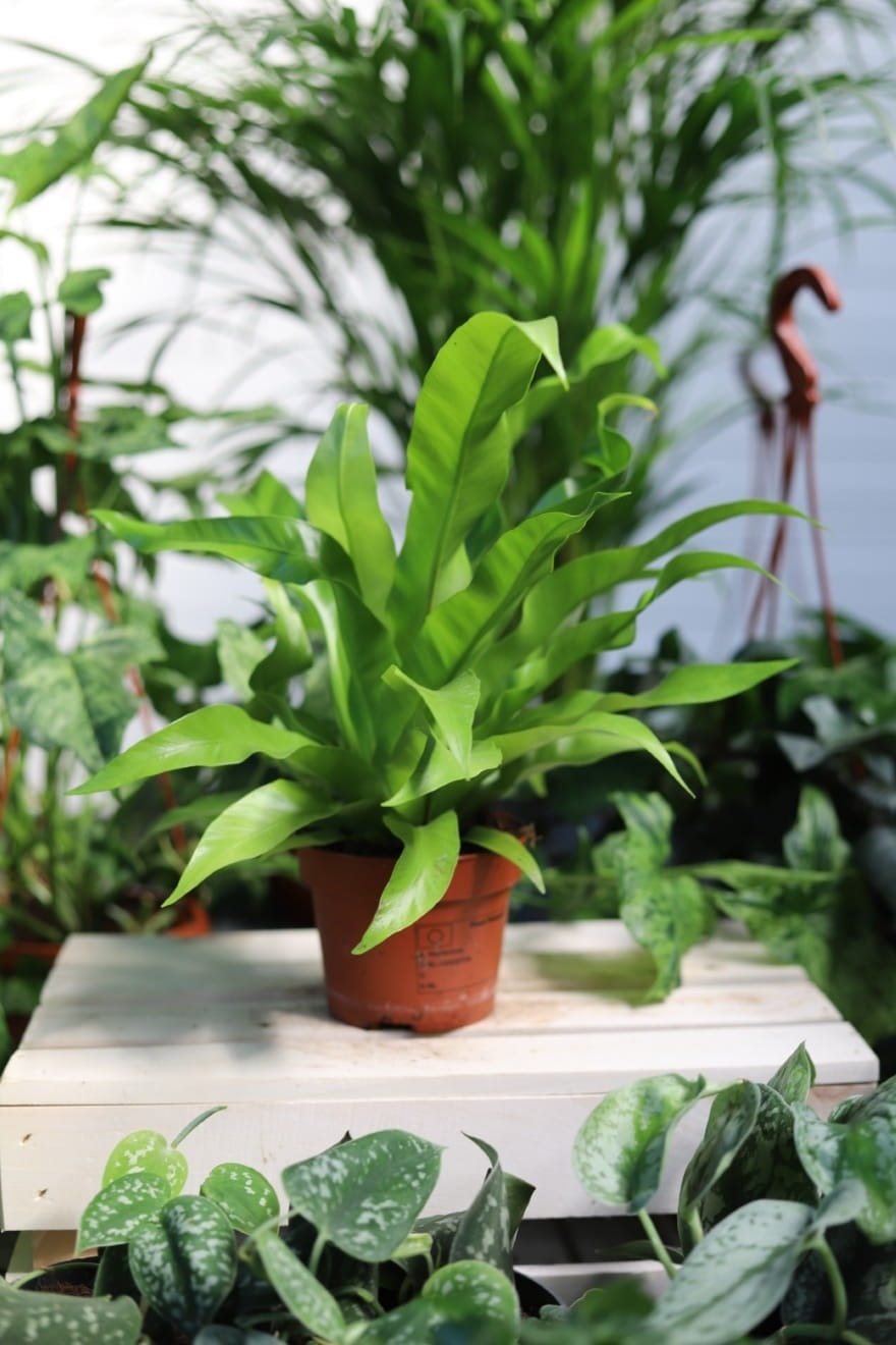 Asplenium nidus to dekoracyjna roślina doniczkowa o błyszczących, jasnozielonych liściach w kształcie rozety — idealna do domu i biura.