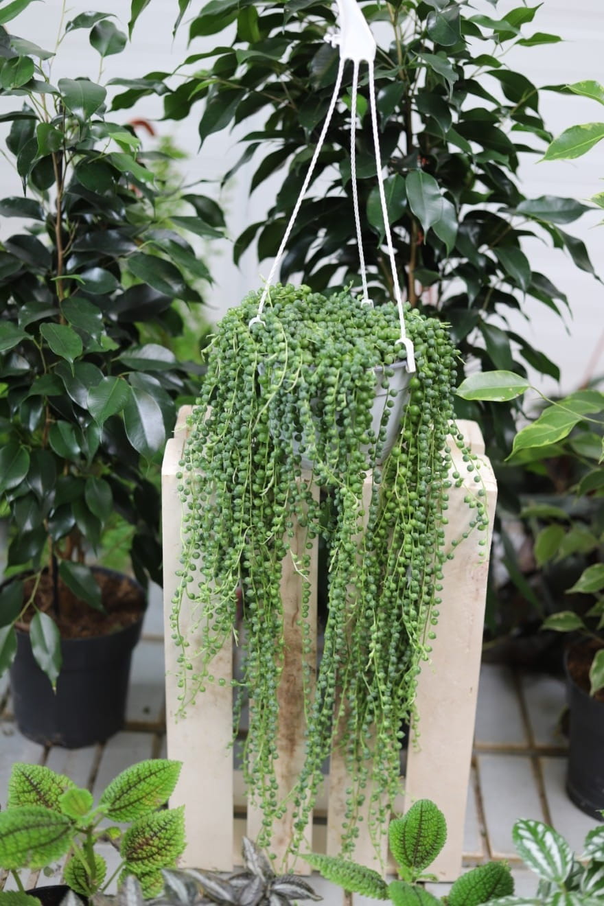 Senecio Rowleyanus to urocza roślina doniczkowa o kulistych, zielonych liściach przypominających sznur pereł — idealna do domu i biura.