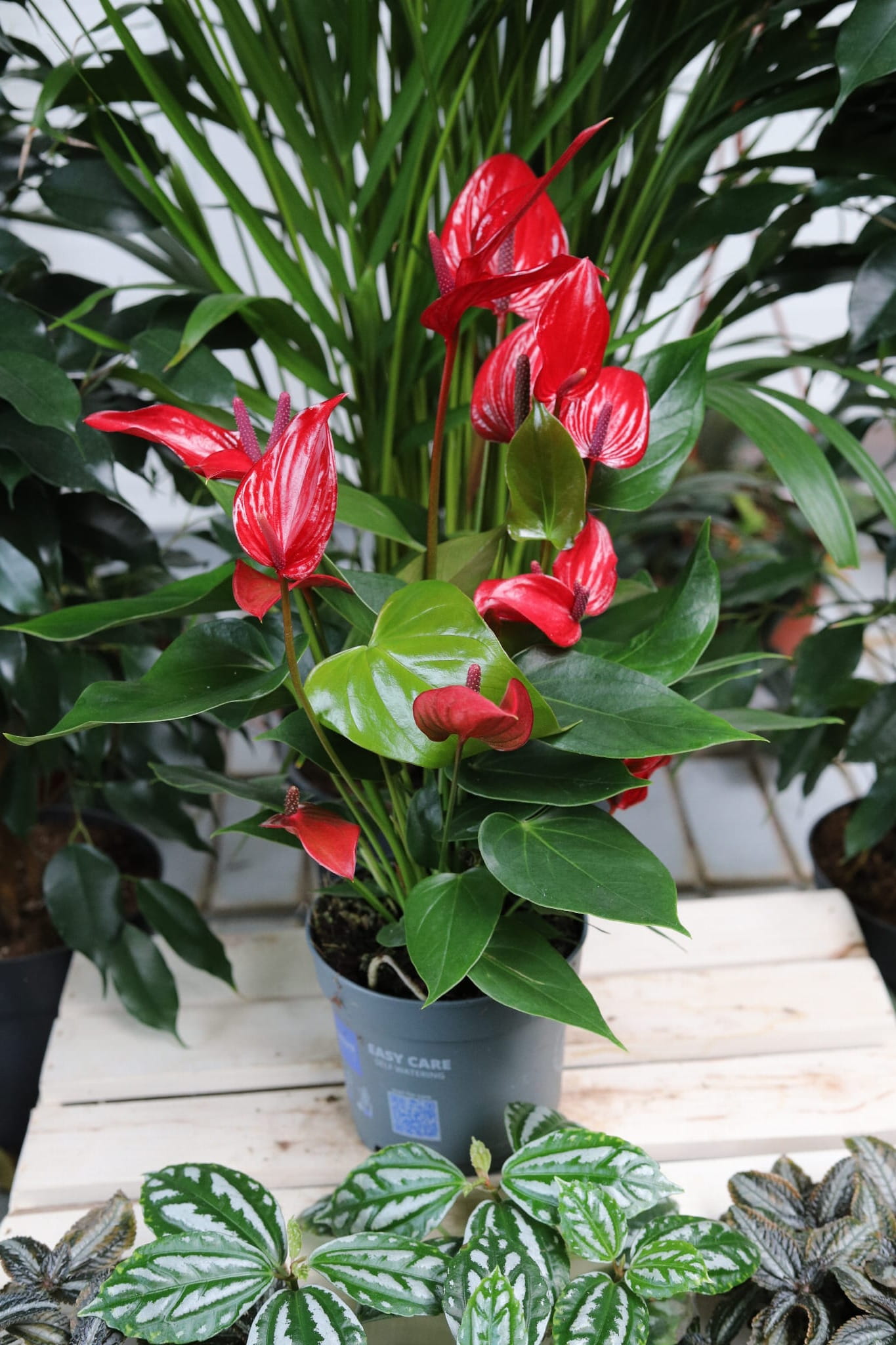 Anthurium Banderola Roja to elegancka roślina doniczkowa z błyszczącymi, czerwonymi kwiatami – piękna ozdoba do domu lub biura.