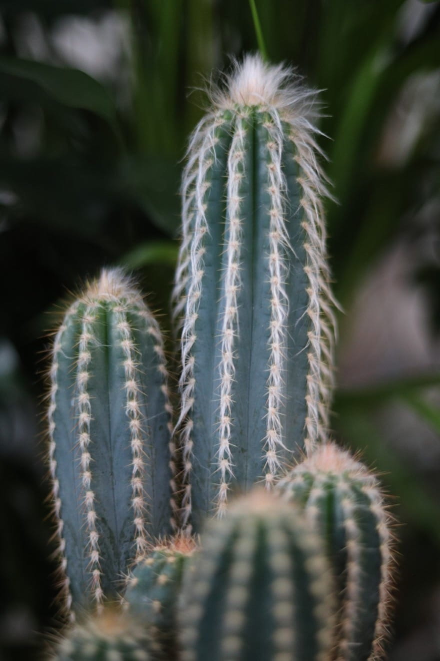 Pilosocereus odilensis to roślina doniczkowa o smukłych, niebieskozielonych pędach i delikatnych kolcach – idealna do domu lub biura.