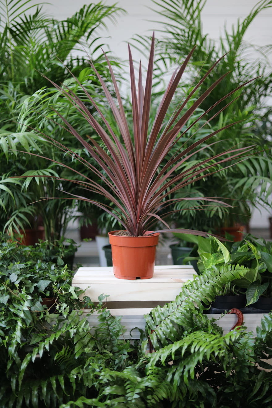 Cordyline Australis Red Star to dekoracyjna roślina doniczkowa o czerwonych, smukłych liściach, idealna do domu i biura, która ożywi każde wnętrze.