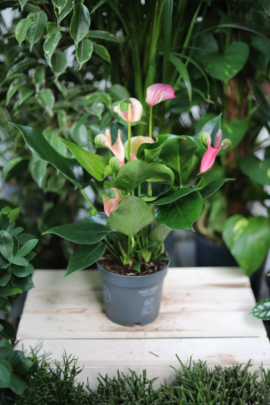 Anthurium Joli Peach to elegancka roślina doniczkowa o błyszczących liściach i delikatnych, brzoskwiniowych kwiatach – idealna do domu i biura.