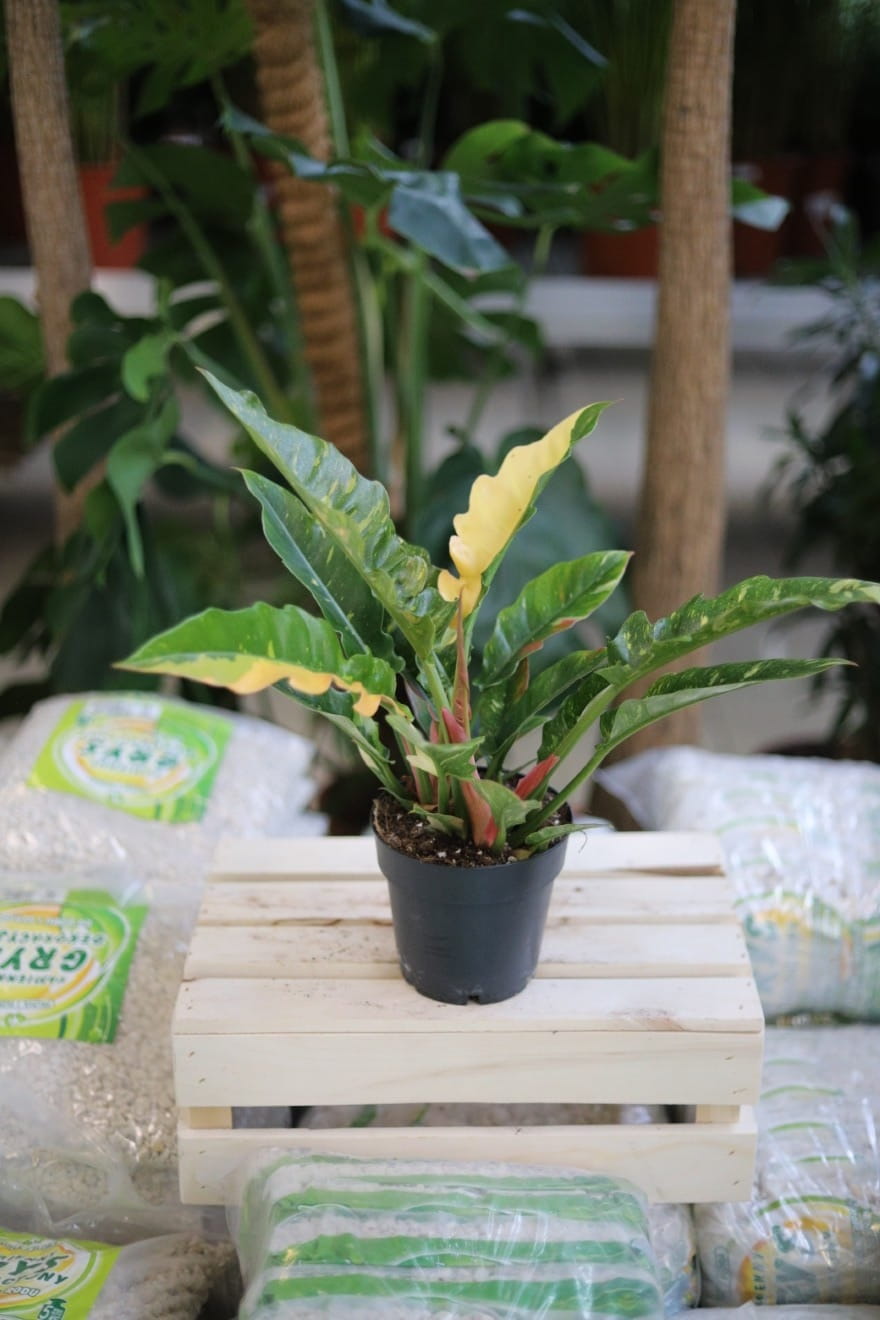 Philodendron Ring of Fire to niezwykła odmiana kolekcjonerska o powcinanych liściach, które mienią się odcieniami zieleni, pomarańczu, żółci i czerwieni.