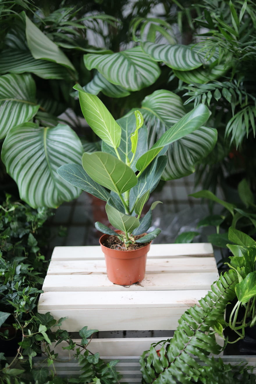 Ficus benghalensis Audrey to efektowna roślina doniczkowa o dużych, zielonych liściach, idealna do domu i biura, która doda wnętrzu naturalnego uroku.