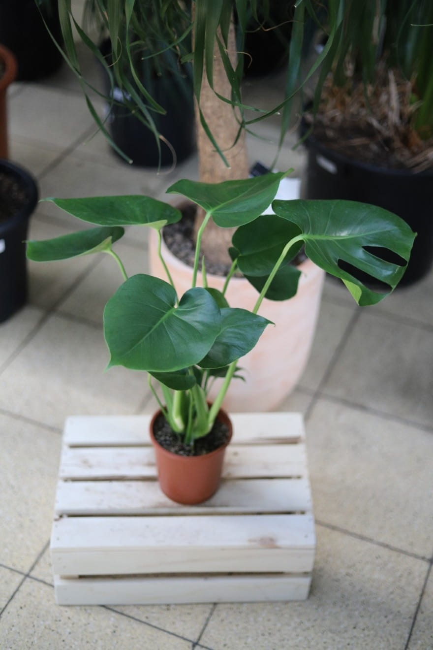Monstera deliciosa, znana jako monstera dziurawa, to kultowa roślina doniczkowa o dużych, błyszczących liściach z naturalnymi wycięciami. Symbol stylu urban jungle – łatwa w pielęgnacji, szybko rośnie i wprowadza do wnętrza tropikalny klimat.