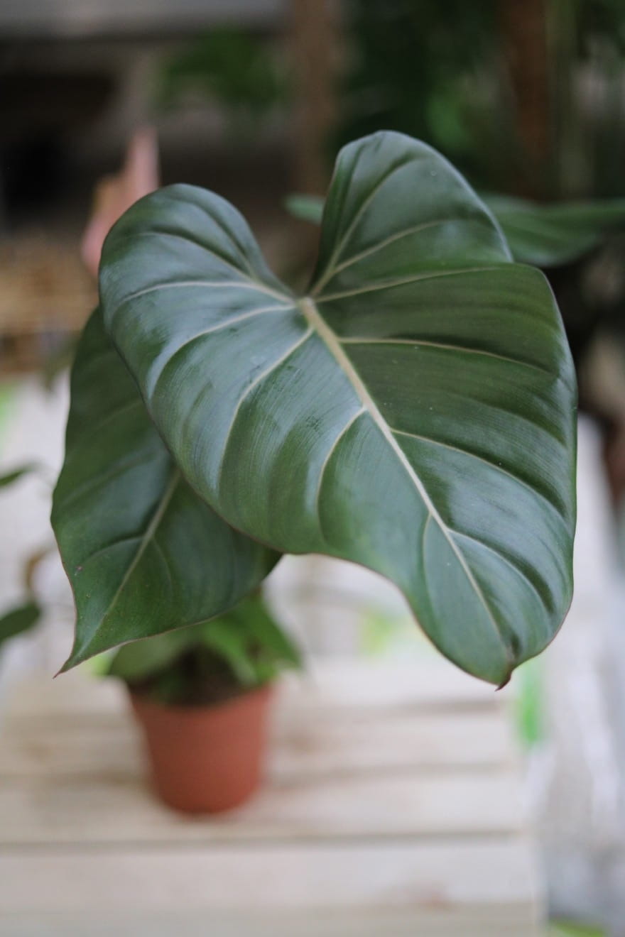 Philodendron Summer Glory to efektowna roślina doniczkowa o dużych, ciemnozielonych liściach z delikatnym połyskiem – idealna do domu lub biura.