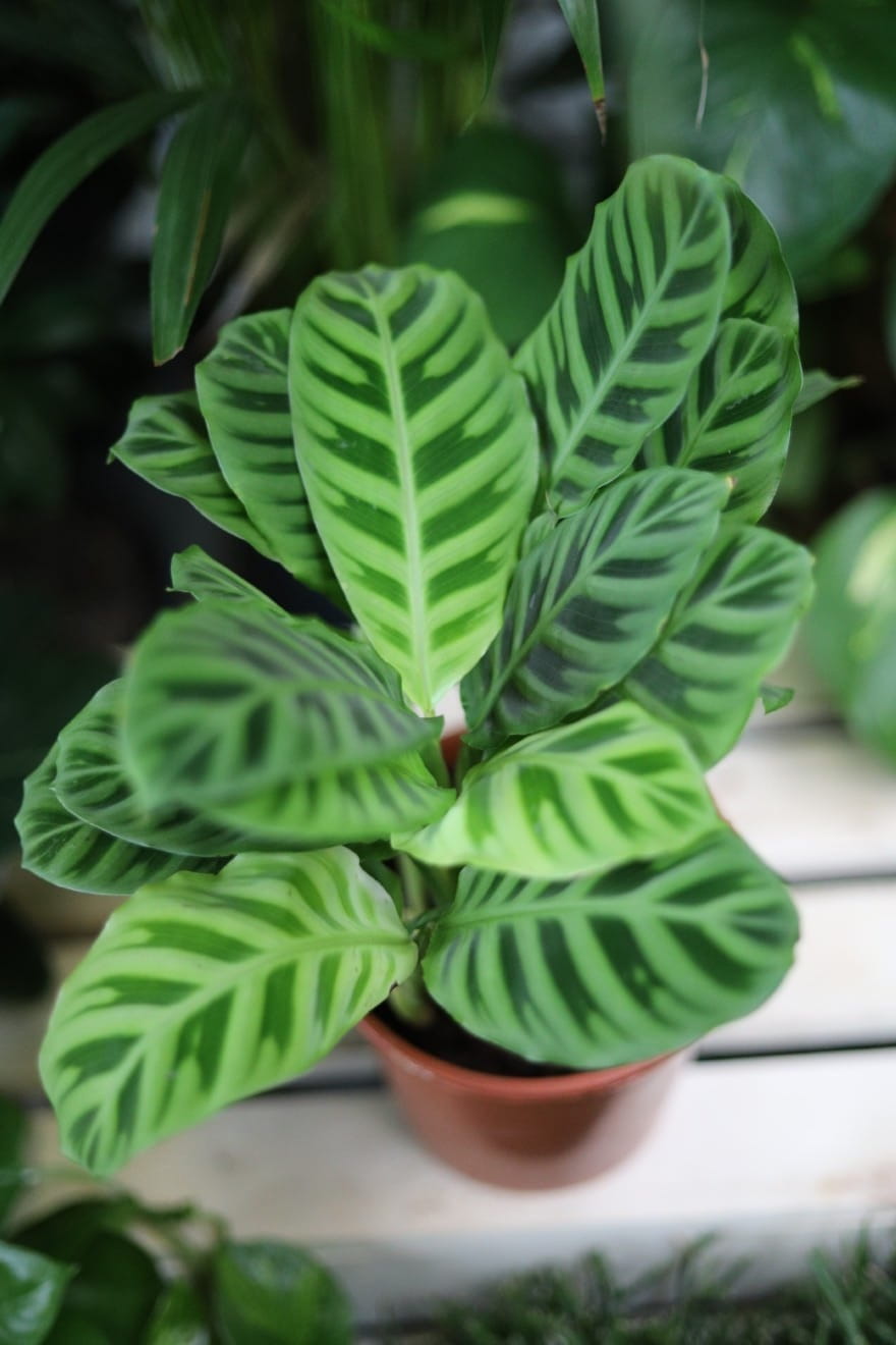 Calathea Zebrina zachwyca aksamitnymi, zielonymi liśćmi w paski – wyjątkowa roślina doniczkowa do domu lub biura.