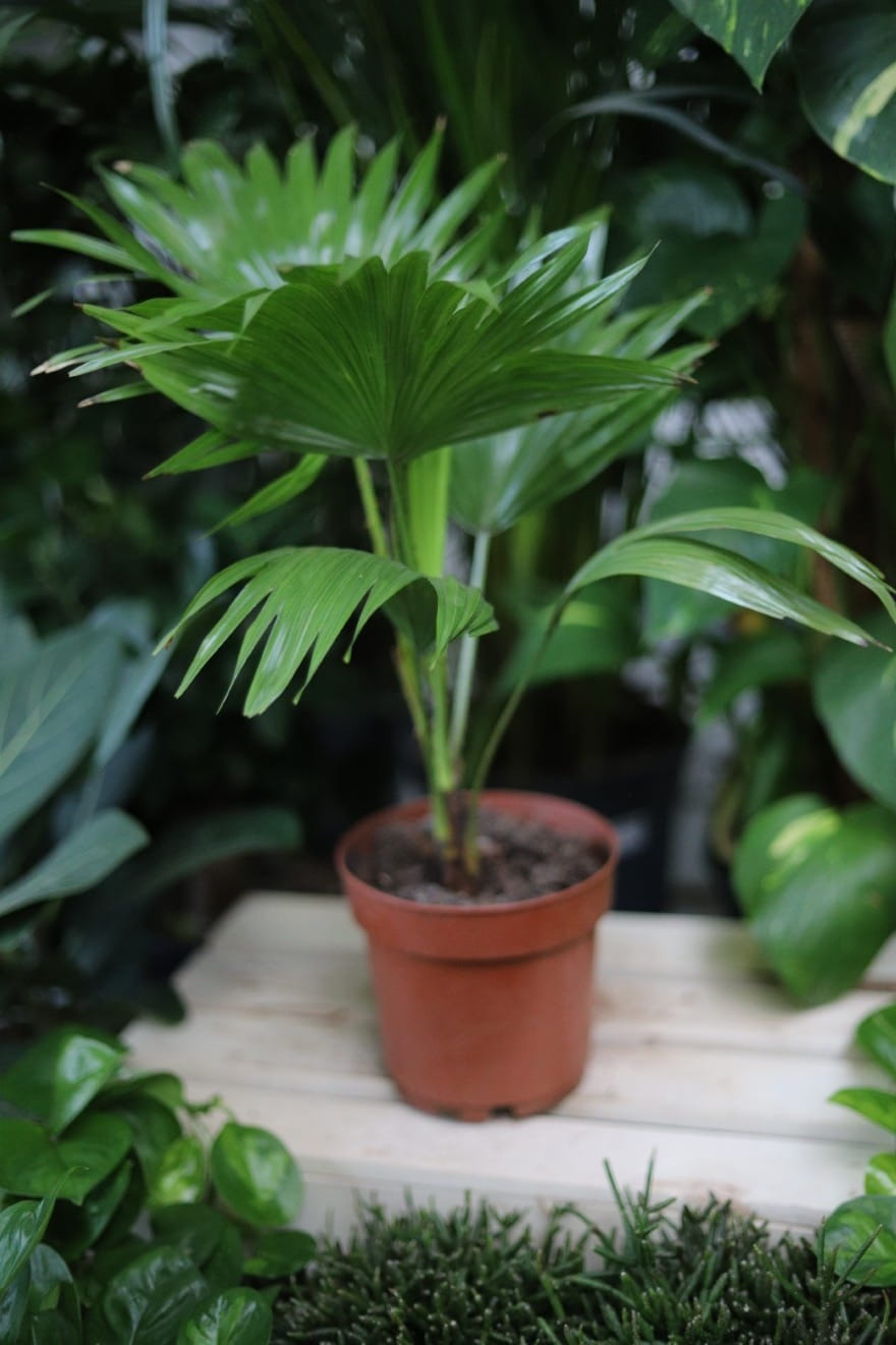 Livistona rotundifolia to elegancka roślina doniczkowa o wachlarzowatych, zielonych liściach – idealna do wnętrz, domu lub biura.