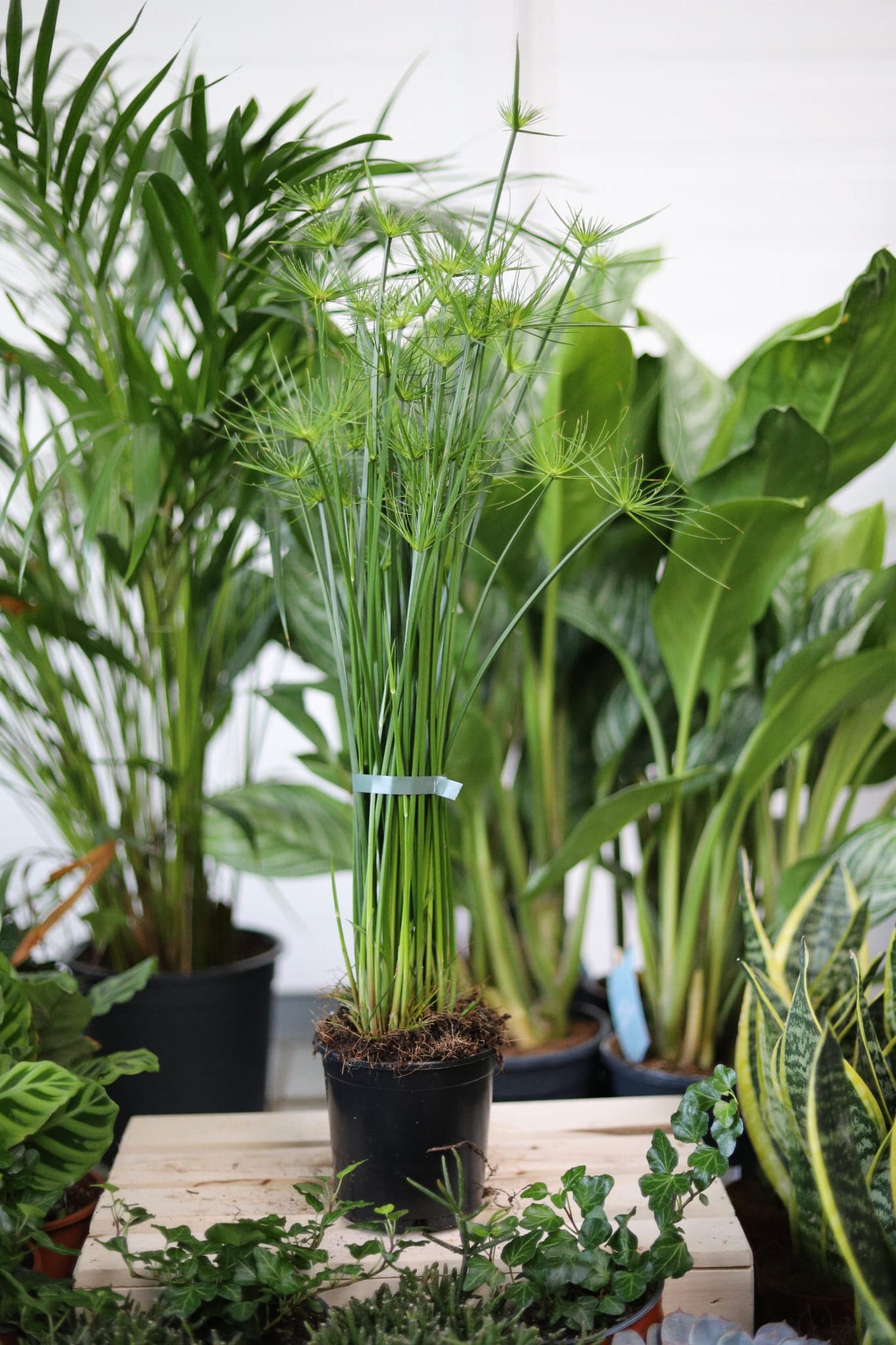 Cyperus haspan to elegancka roślina doniczkowa o cienkich, zielonych łodygach – idealna do domu, biura lub wnętrz w stylu tropikalnym.