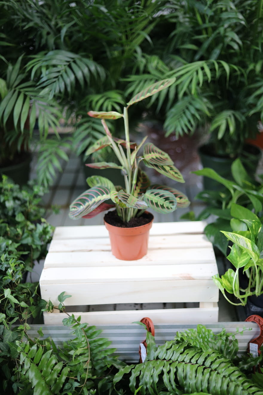 Maranta leuconeura Fascinator Tricolor to efektowna roślina doniczkowa z zielono-różowymi liśćmi w charakterystyczne wzory, idealna do domu i biura.