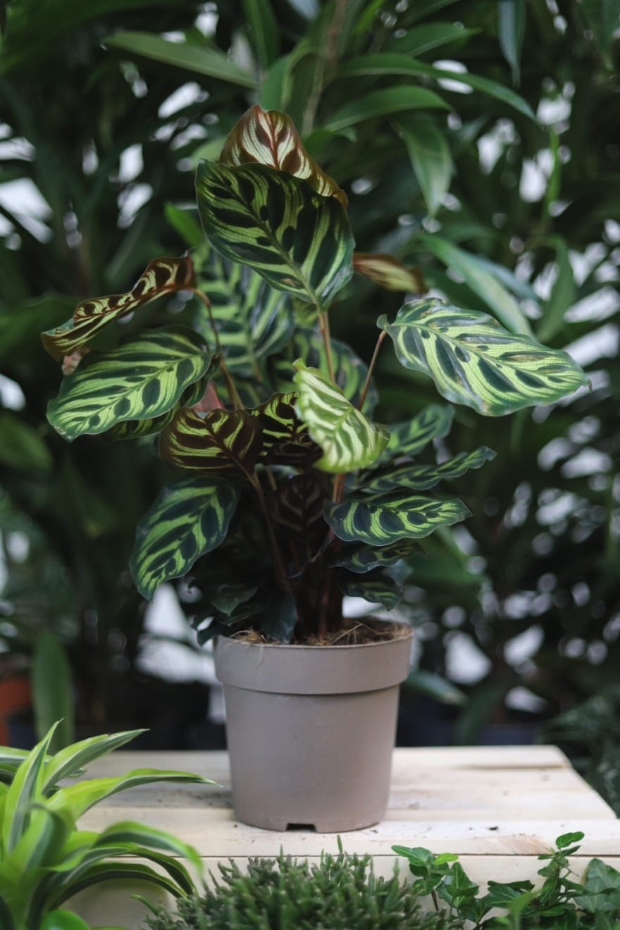 Calathea makoyana (1).JPG