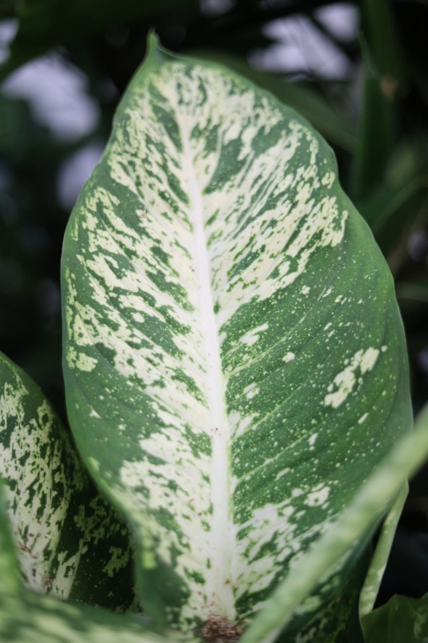 Dieffenbachia 'Mars' (Difenbachia) (3).JPG