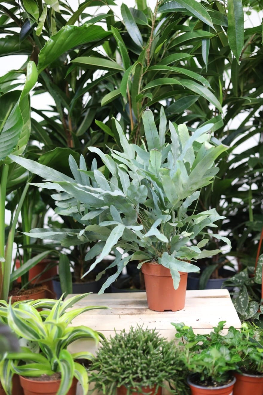 Phlebodium Blue Star (Plebodium paproć srebrzysta) M (1).JPG