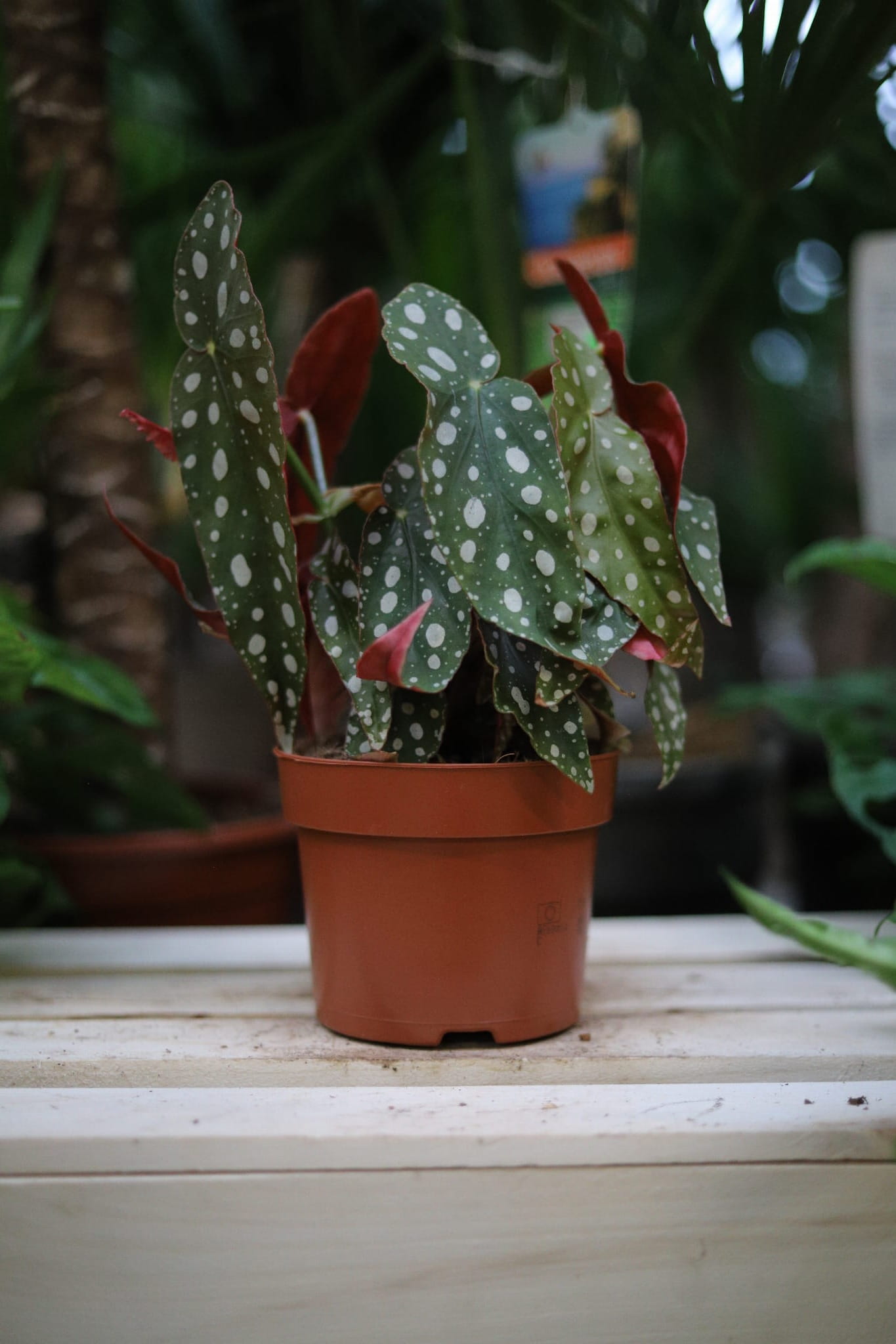Begonia Maculata (Begonia Koralowa) (1).JPG