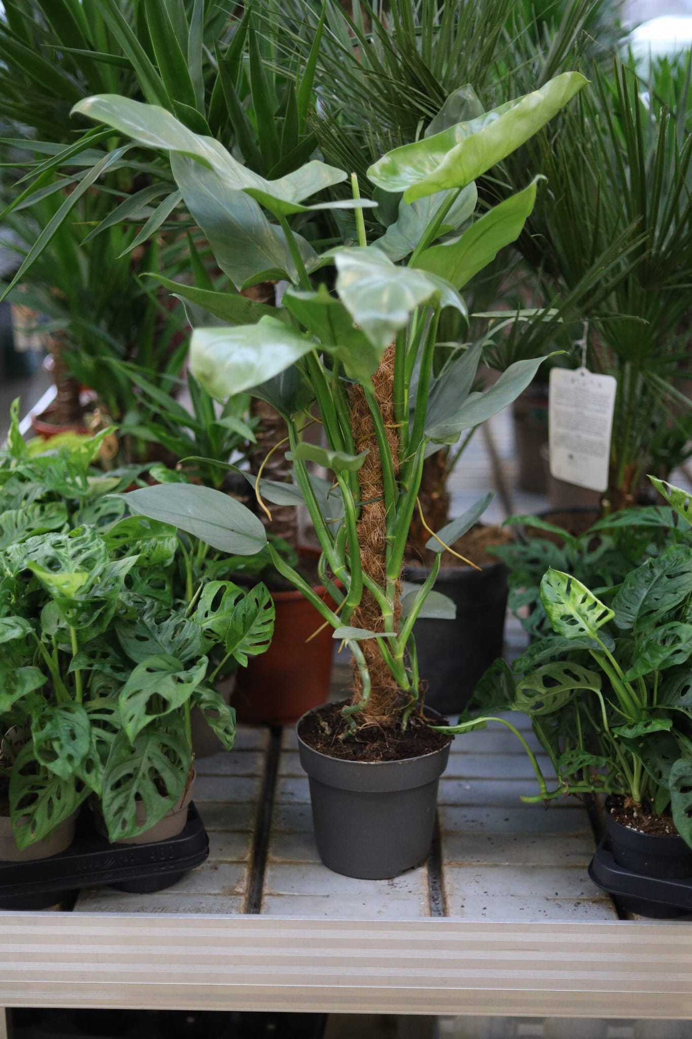 Philodendron Silver Queen (2).JPG