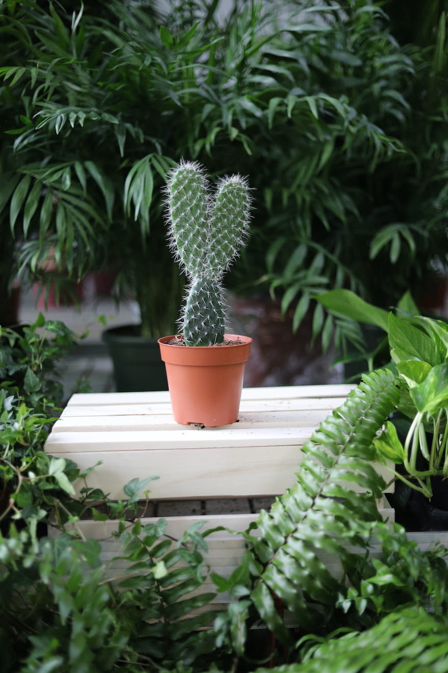 Opuntia microdasys Albata to urocza roślina doniczkowa o białych, miękkich kolcach, idealna do domu i biura, dodająca wyjątkowego charakteru wnętrzom.