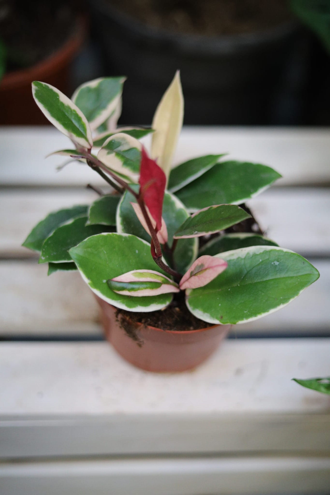 Hoya carnosa Flamingo Dream (Hoja) (1).JPG