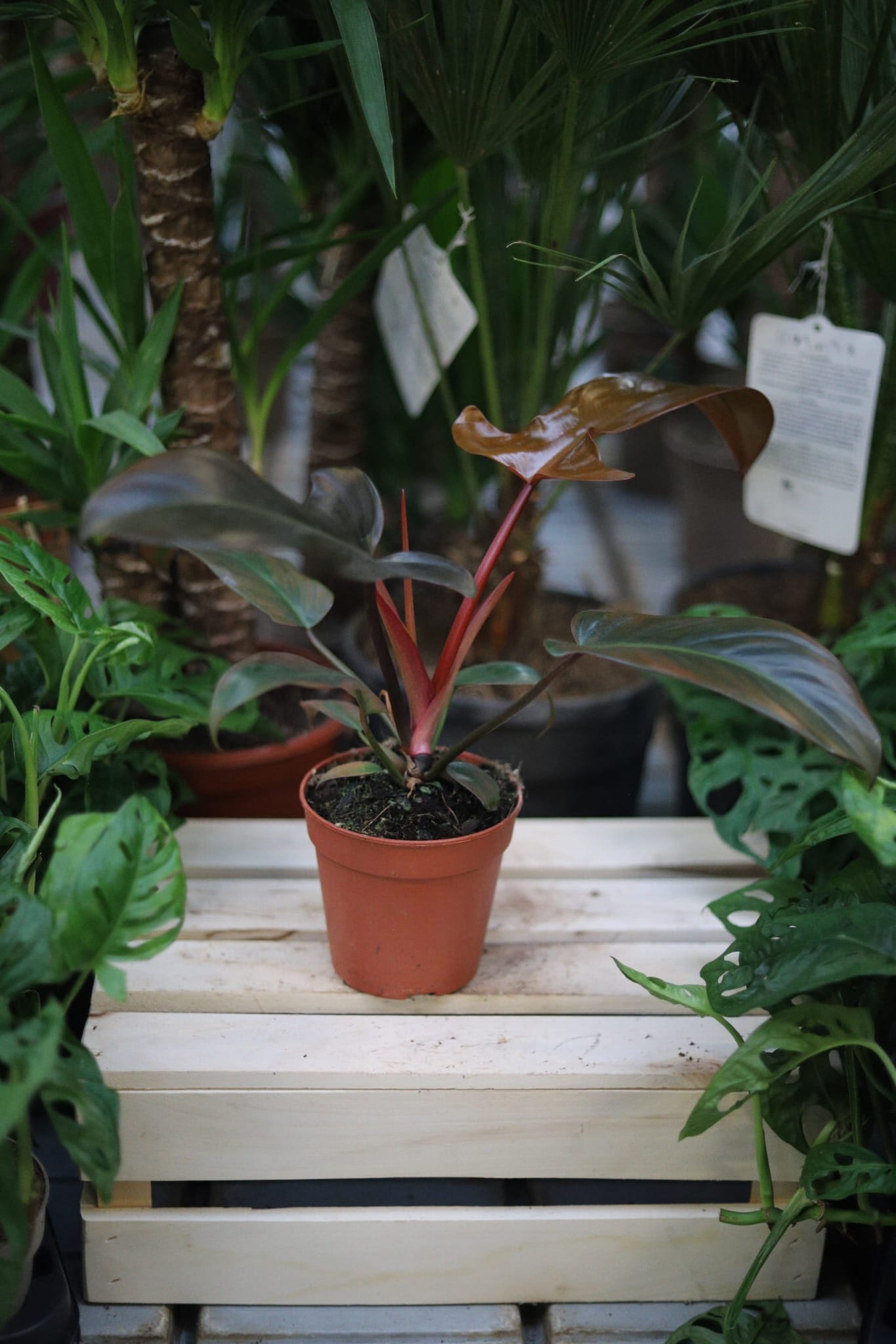 Philodendron Florida Bronze (Filodendron) (1).JPG