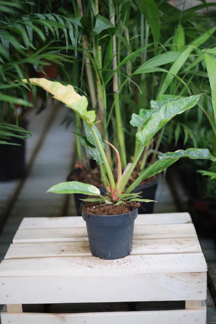 philodendron ring of fire (1).JPG