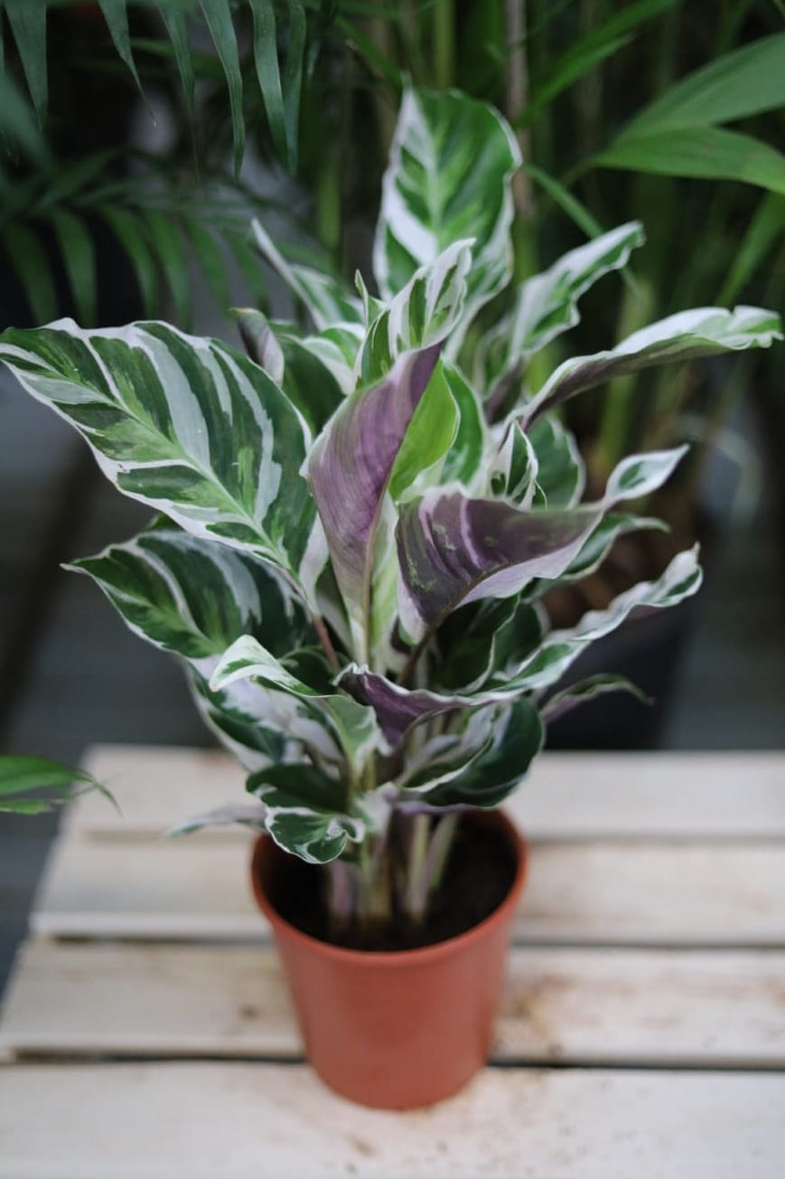Calathea Fusion White (1).JPG