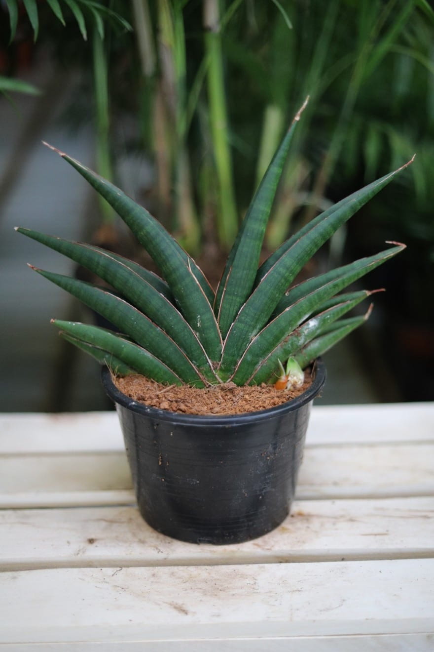 sanseveria almod jade (1).JPG