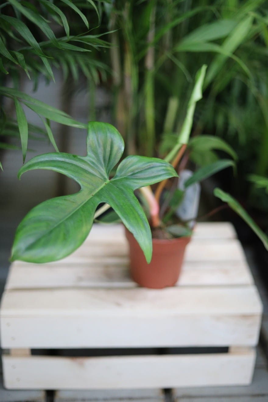 florida green m (1).JPG